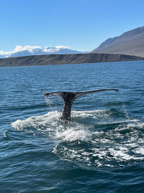 Hauganes: Whale Watching North Iceland - Why Hauganes is a smart place to watch whales