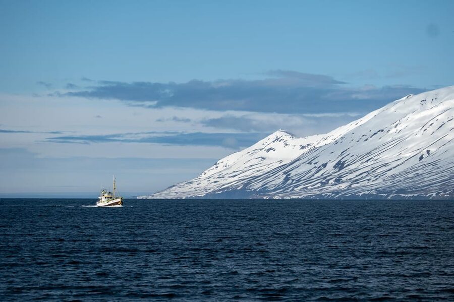 Hauganes: Whale Watching North Iceland - What happens during the 2.5-hour outing