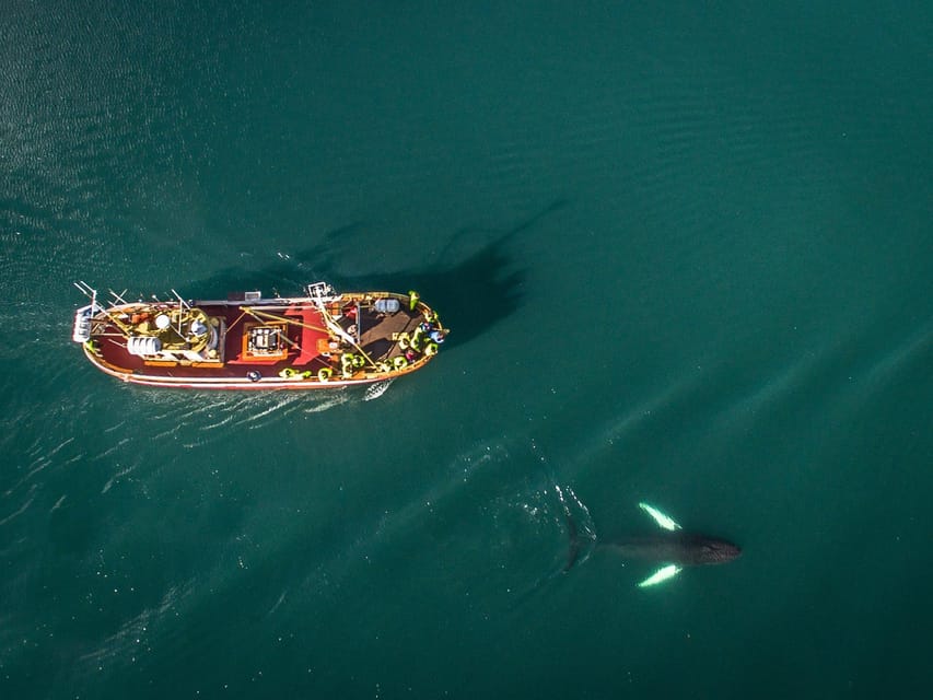 Hauganes: Whale Watching North Iceland - Cold weather is manageable, but seasickness is not