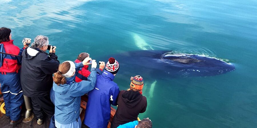Hauganes: Whale Watching North Iceland - A respectful approach to the animals
