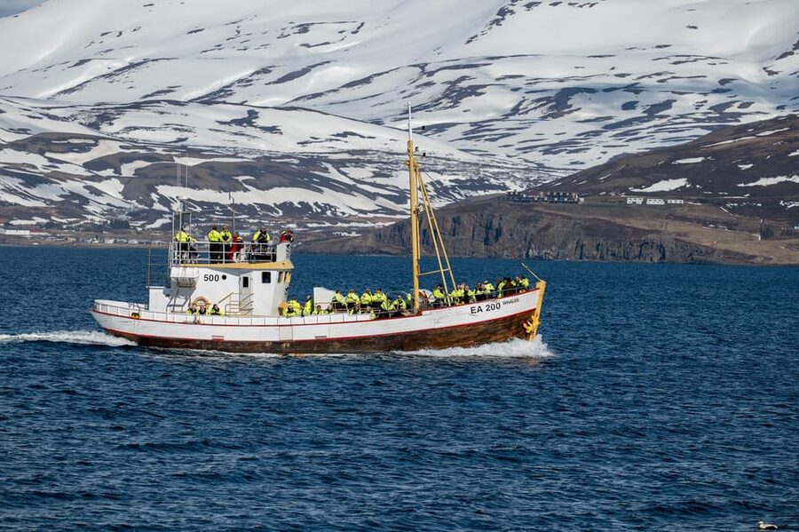 Hauganes: Whale Watching North Iceland - Practical advice for making the day work