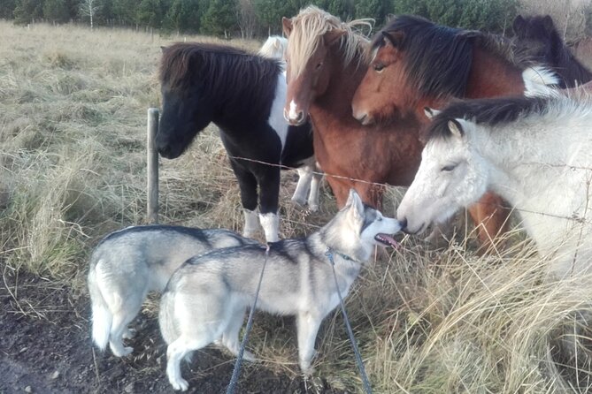 Hiking with Husky in Akureyri - What children can expect