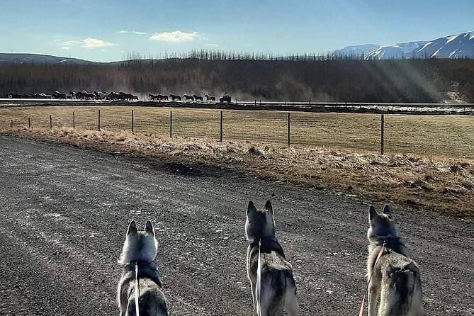 Hiking with Husky in Akureyri (private) - Key details before you book