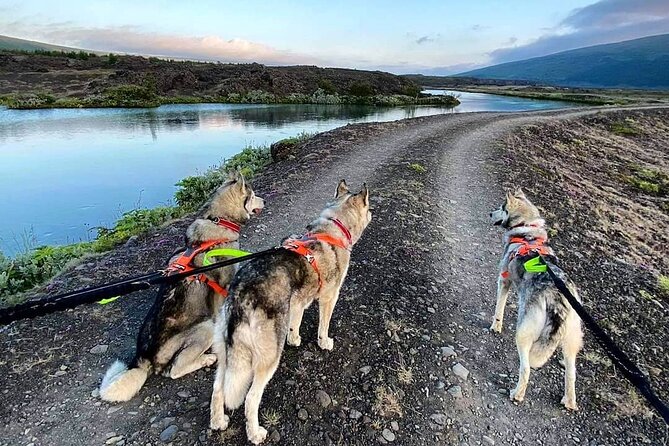 Hiking with Husky in Akureyri (private) - Why this Akureyri husky tour feels different