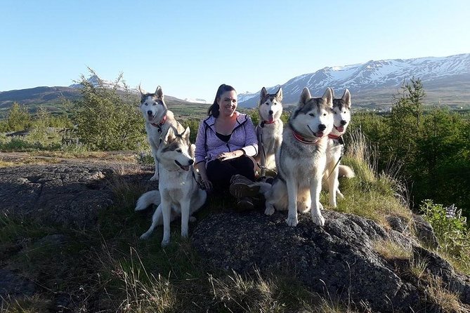 Hiking with Husky in Akureyri (private) - Choosing a husky for the walk