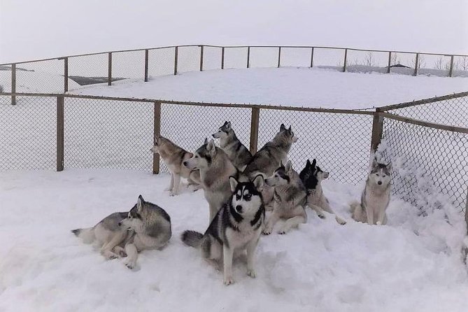 Hiking with Husky in Akureyri (private) - Coffee, cocoa, and time inside the farmhouse