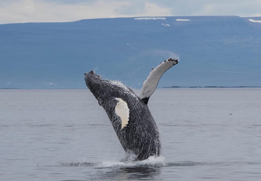 Hólmavík: Whale Watching Tour - Why Hólmavík is a smart place for whale watching