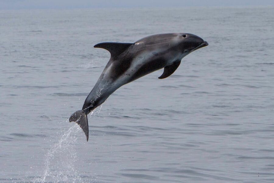 Hólmavík: Whale Watching Tour - Humpbacks are the main event