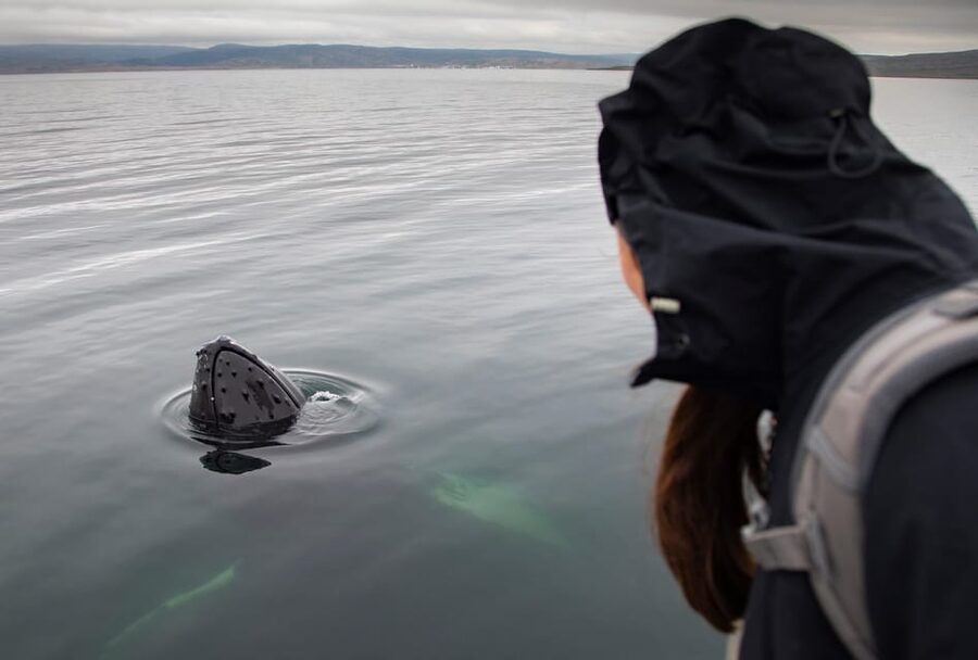 Hólmavík: Whale Watching Tour - Why the small-group setting matters