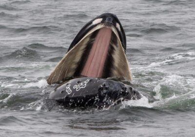 Hólmavík: Whale Watching Tour