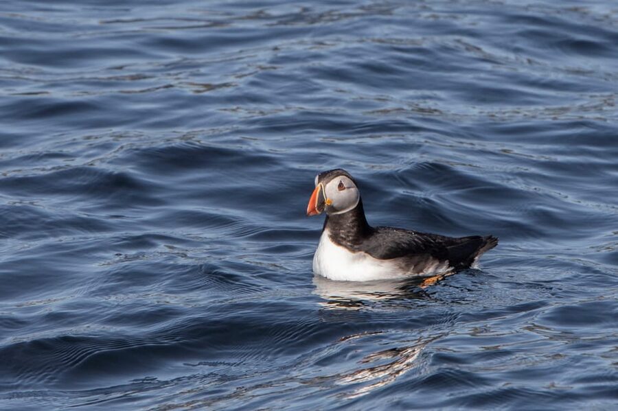 Hólmavík: Whale Watching Tour - Who should book this trip