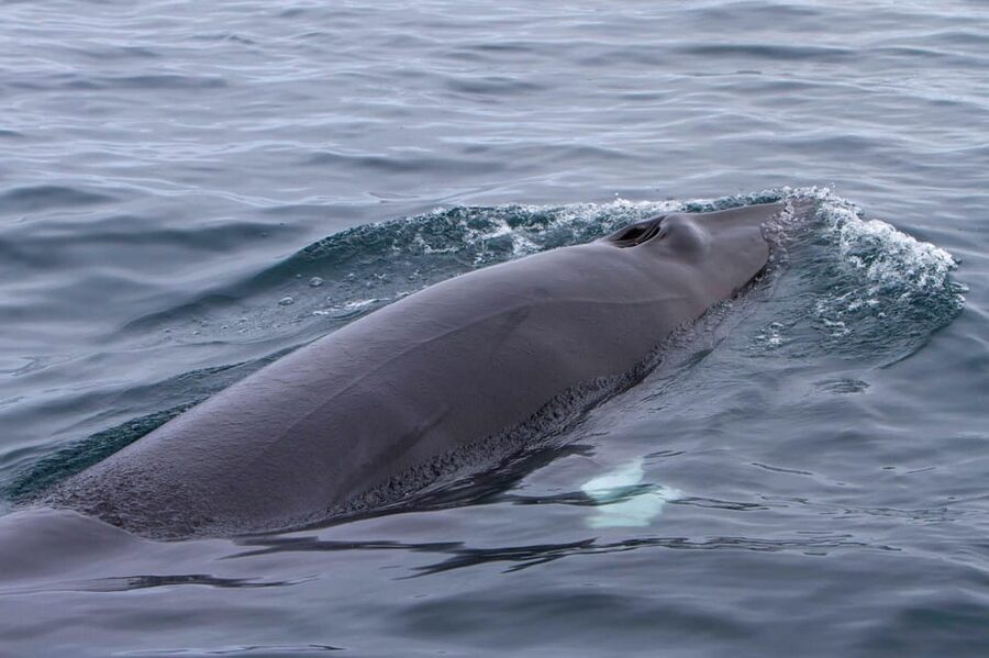 Hólmavík: Whale Watching Tour - Practical tips for a better sailing