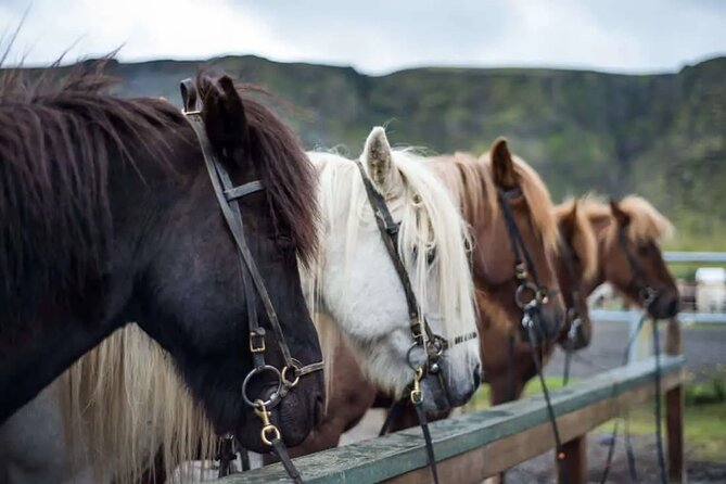 Horse Riding Tour in Reykjadalur (Smoky Valley)-All Riding Levels - Key points to know before you book
