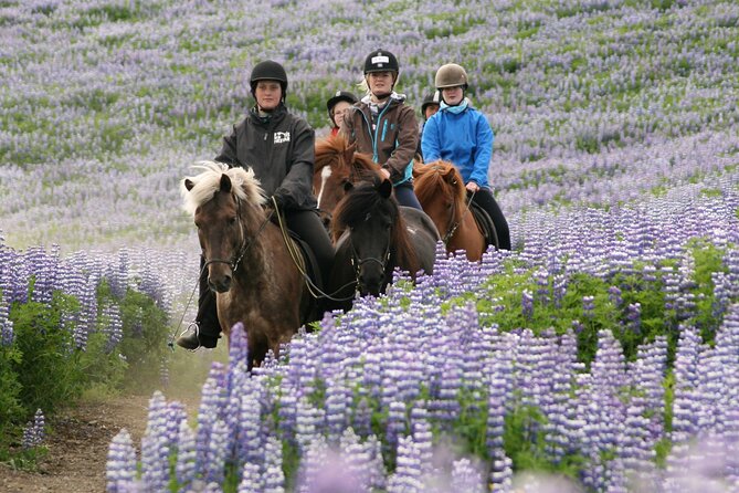 Horseback Riding Tour in Iceland - What the Horse Adds to the Experience