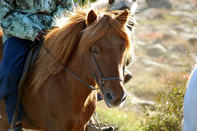 Horseback Riding Tour in Iceland - Getting Comfortable Before the Ride