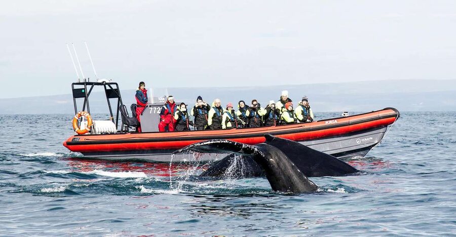 Húsavík: Big Whales and Puffin Island Speedboat Tour - Key points to know before you book