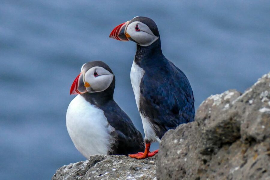 Húsavík: Big Whales and Puffin Island Speedboat Tour - Who will enjoy this Húsavík adventure?