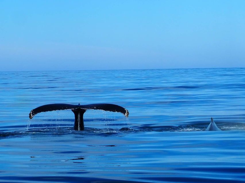 Húsavík: Big Whales and Puffin Island Speedboat Tour - Why the RIB makes a difference in Skjálfandi Bay