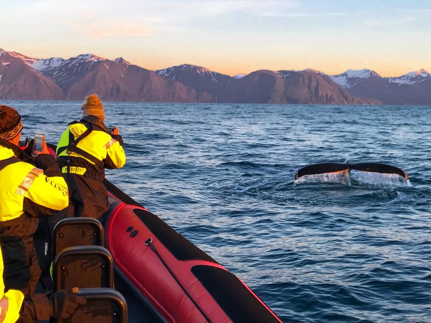 Húsavík: Big Whales and Puffin Island Speedboat Tour - Lundey Island and the puffin season