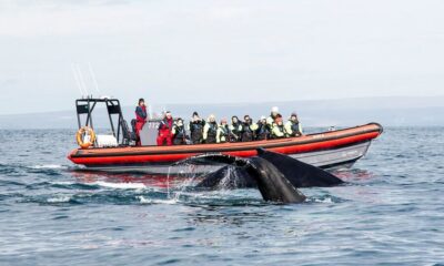 Big Whales and Puffin Island Speedboat Tour
