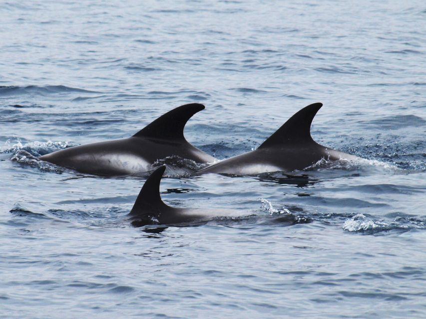 Húsavík: Big Whales and Puffin Island Speedboat Tour - Searching Skjálfandi Bay for whales