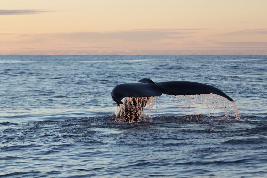 Húsavík: Big Whales and Puffin Island Speedboat Tour - Guides who add more than facts