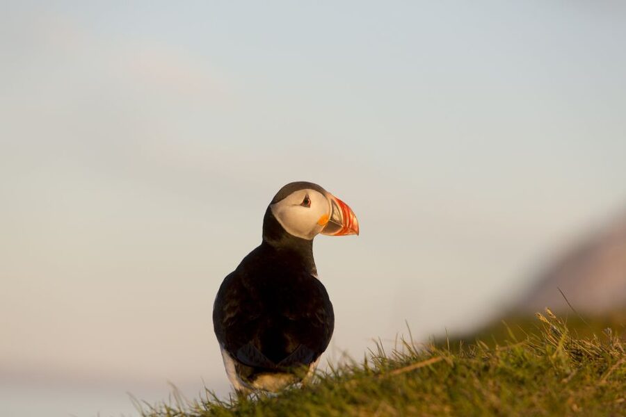 Húsavík: Big Whales and Puffin Island Speedboat Tour - The scenery beyond the animals
