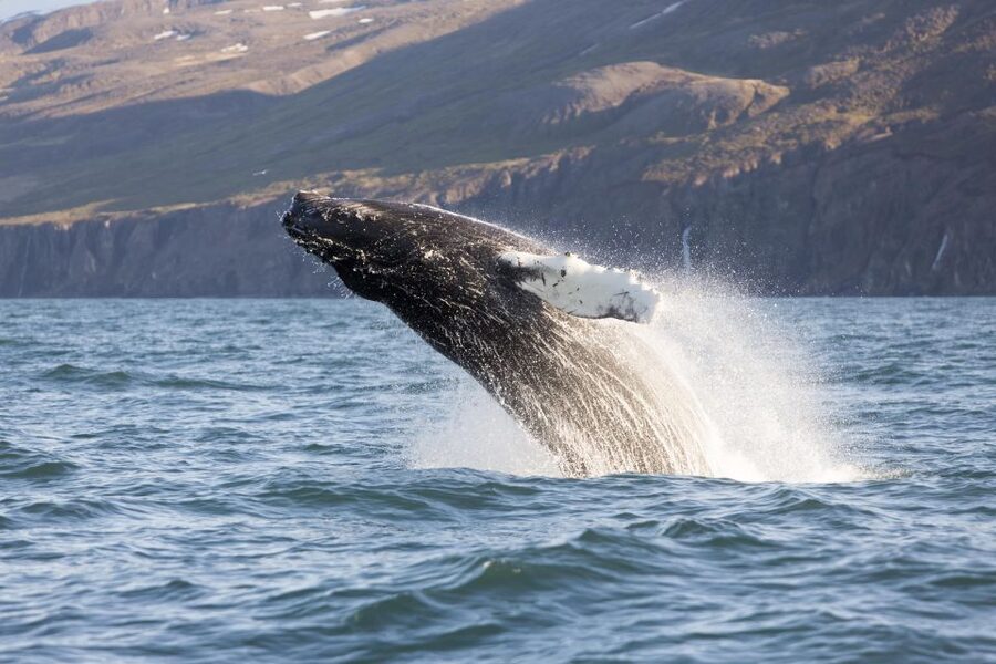 Húsavík: Big Whales and Puffin Island Speedboat Tour - Staying warm, dry, and comfortable