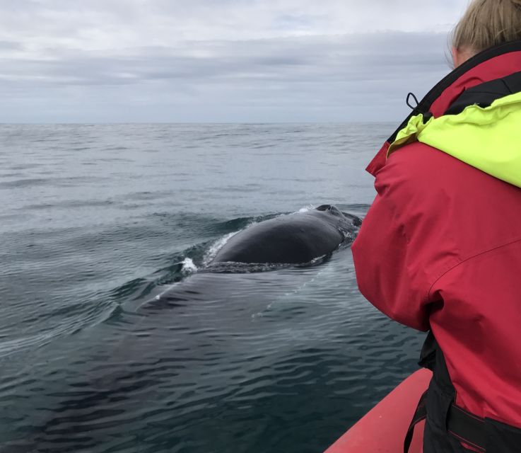 Húsavík: Big Whales and Puffin Island Speedboat Tour - Is $198 a fair price?