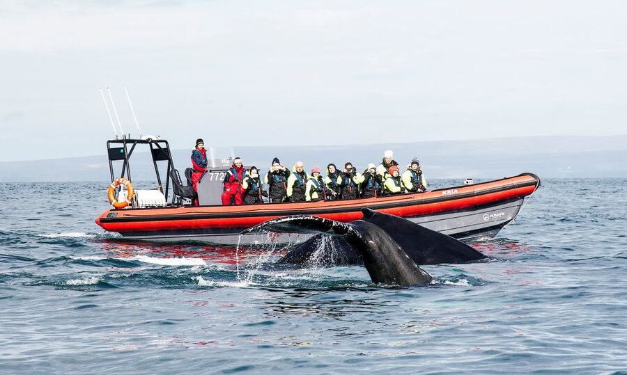 Húsavík: Big Whales and Puffin Island Speedboat Tour - Starting at Húsavík’s harbor