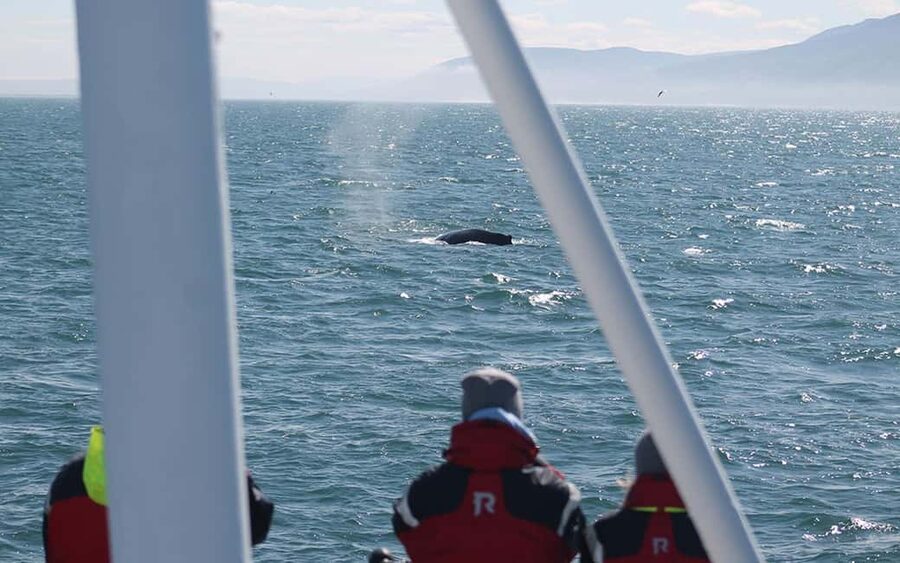 Húsavík: Family-Run and Guided Whale Watching Tour - Key points to know before sailing