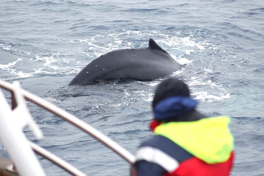 Húsavík: Family-Run and Guided Whale Watching Tour - Why Húsavík is Iceland’s whale-watching town
