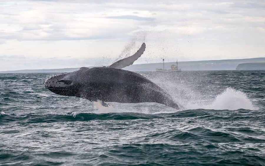 Húsavík: Family-Run and Guided Whale Watching Tour - A three-hour route across Skjálfandi Bay
