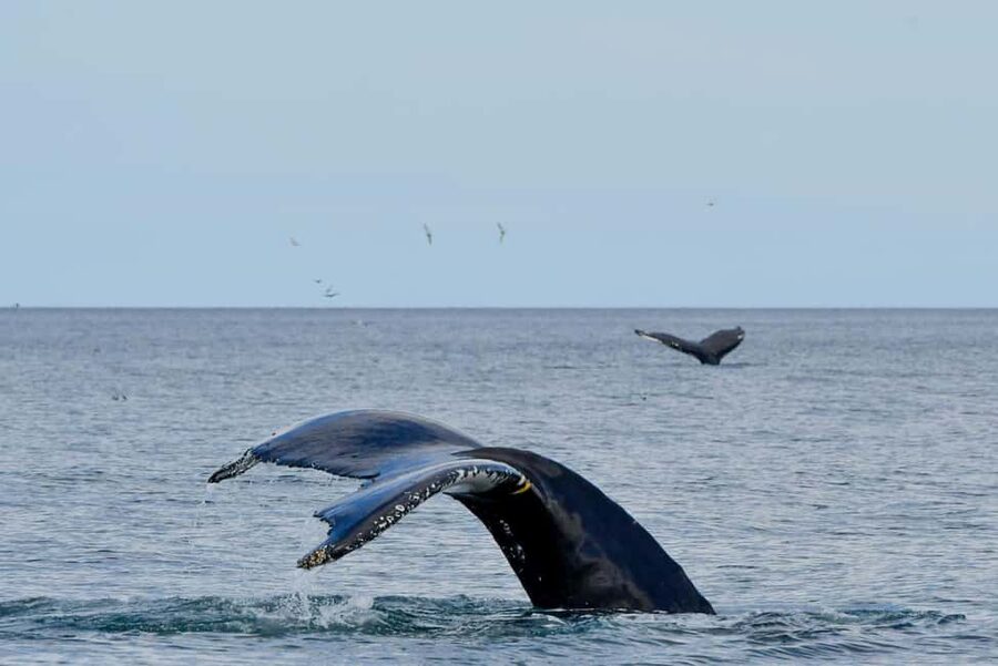 Húsavík: Family-Run and Guided Whale Watching Tour - The boat, clothing, and comfort at sea