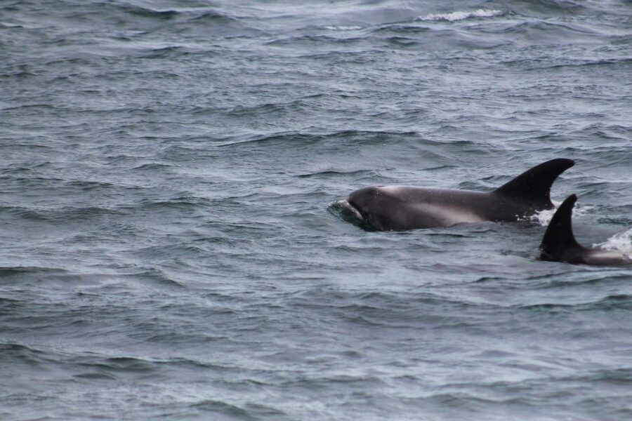 Húsavík: Family-Run and Guided Whale Watching Tour - Guides who turn sightings into a lesson
