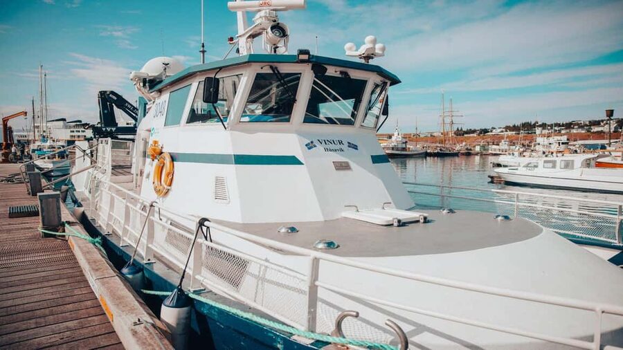 Húsavík: Family-Run and Guided Whale Watching Tour - Puffins and seabirds from May to mid-August