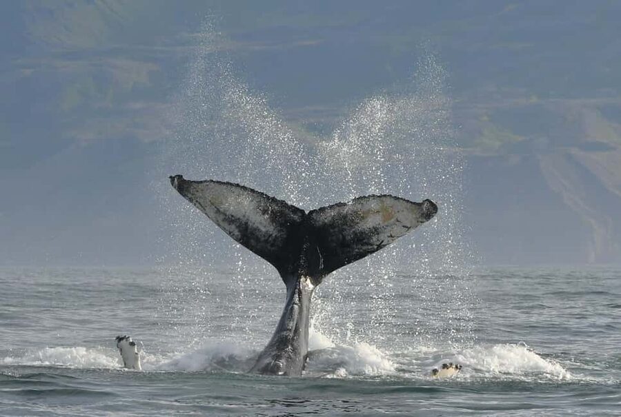 Húsavík: Family-Run and Guided Whale Watching Tour - Responsible whale watching and close encounters