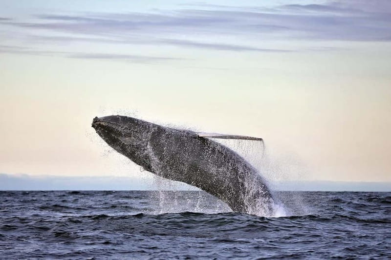Húsavík: Original Big Whale Safari & Puffins by Speedboat - Key points to know before you book