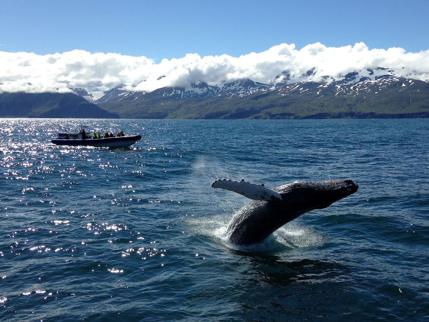 Húsavík: Original Big Whale Safari & Puffins by Speedboat - Húsavík’s best fit for this boat