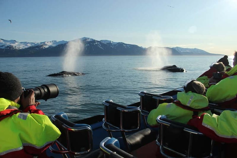 Húsavík: Original Big Whale Safari & Puffins by Speedboat - Starting beside Húsavík’s blue flags