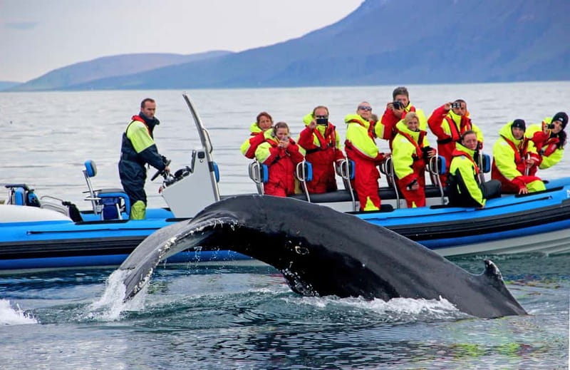 Húsavík: Original Big Whale Safari & Puffins by Speedboat - Puffin Island from April through August