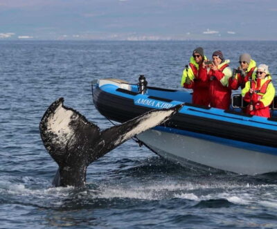 Original Big Whale Safari & Puffins by Speedboat