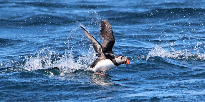 Húsavík: Original Big Whale Safari & Puffins by Speedboat - Searching for humpbacks, blue whales, and dolphins