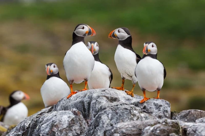 Húsavík: Original Big Whale Safari & Puffins by Speedboat - What whale watching really looks like
