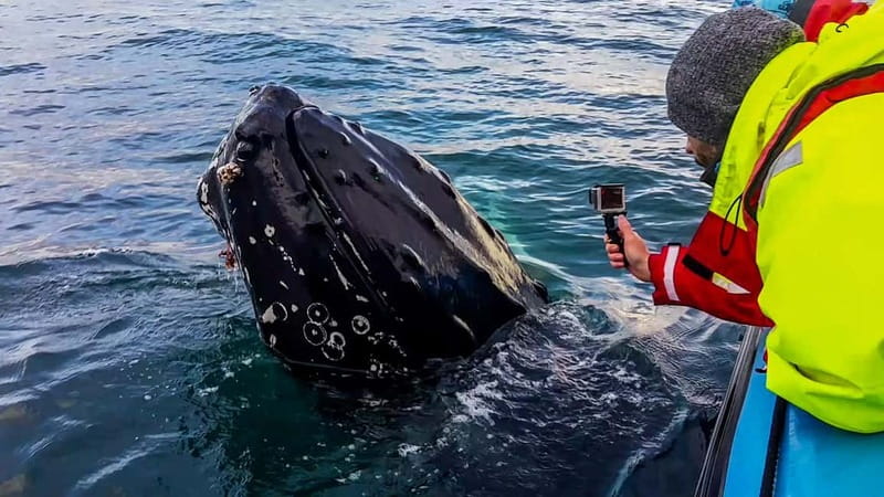 Húsavík: Original Big Whale Safari & Puffins by Speedboat - Why the 12-person size matters