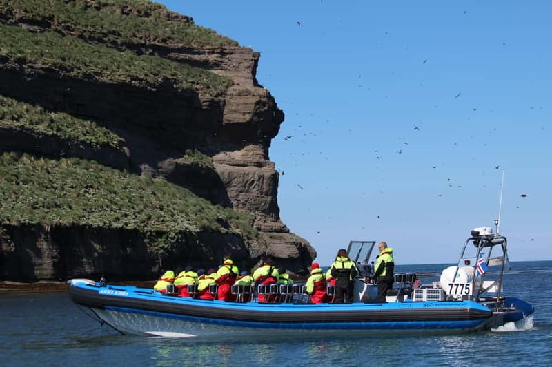 Húsavík: Original Big Whale Safari & Puffins by Speedboat - Is $159 a fair price?