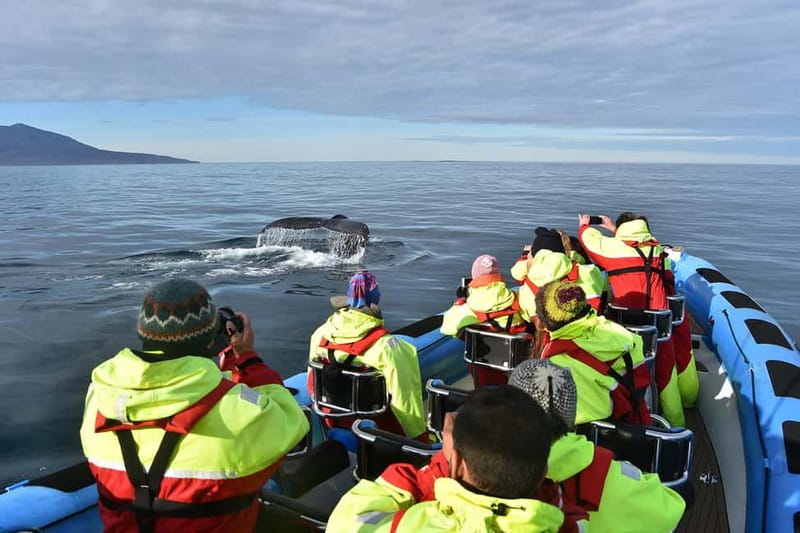 Húsavík: Original Big Whale Safari & Puffins by Speedboat - Weather, clothing, and comfort