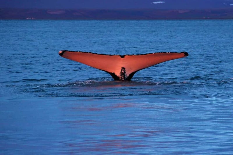 Húsavík: Traditional Whale Watching by Local Family Company - Key points before you book