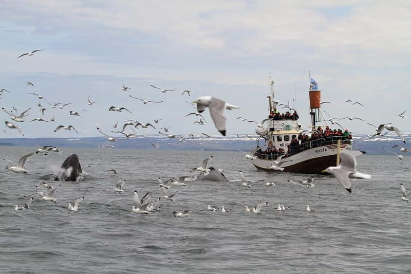 Húsavík: Traditional Whale Watching by Local Family Company - Who Will Enjoy This Tour Most?