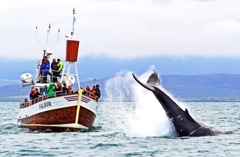 Húsavík: Traditional Whale Watching by Local Family Company - Meeting Gentle Giants in Central Húsavík